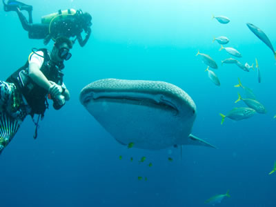 Diving Centre Unawatuna